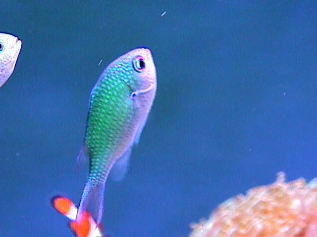 Green Chromis Fish